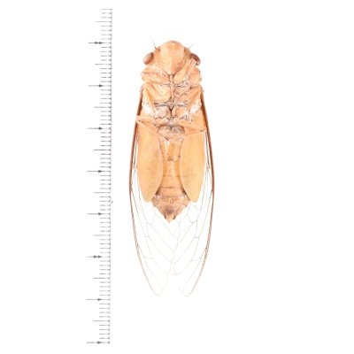 画像2: セミの一種　Dundubia vaginata　黄色型
