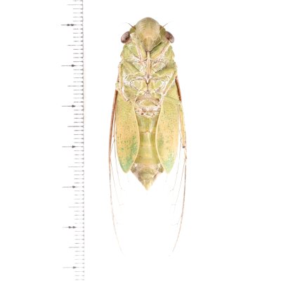 画像2: セミの一種　Dundubia vaginata　緑色型