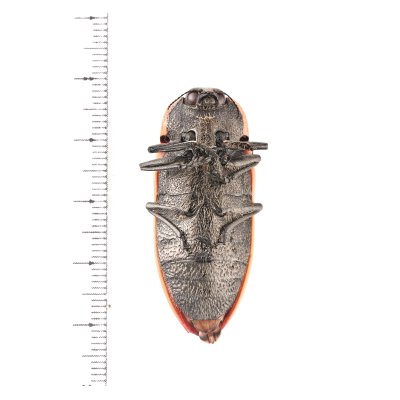 画像2: Temognatha grandis