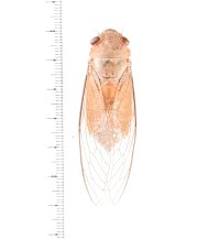 セミの一種　Dundubia vaginata　黄色型