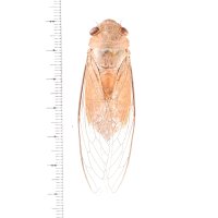 セミの一種　Dundubia vaginata　黄色型