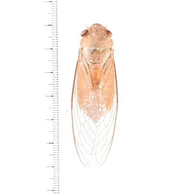 画像1: セミの一種　Dundubia vaginata　黄色型