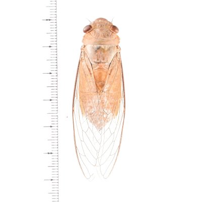 マレーシア産　Hystatus javanus　59mm マレーシアの昆虫 - insects-BNE (Page 1)