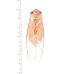 画像1: セミの一種　Dundubia vaginata　黄色型 (1)