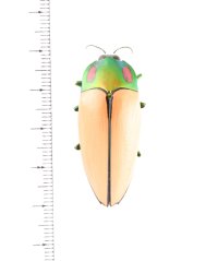 Calodema regalis