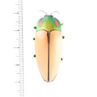 Calodema regalis
