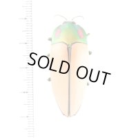Calodema regalis