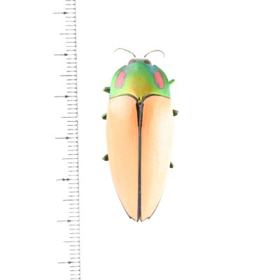 画像1: Calodema regalis