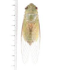 セミの一種　Dundubia vaginata　緑色型