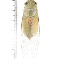 セミの一種　Dundubia vaginata　緑色型