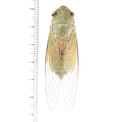 画像1: セミの一種　Dundubia vaginata　緑色型