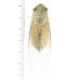 画像1: セミの一種　Dundubia vaginata　緑色型 (1)