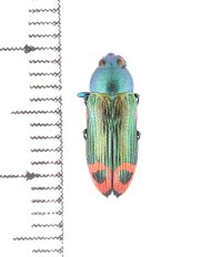 ムカシタマムシの一種　Castiarina ocelligera