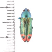ムカシタマムシの一種　Castiarina ocelligera
