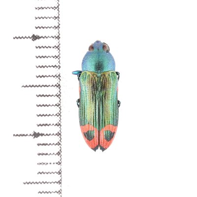 画像1: ムカシタマムシの一種　Castiarina ocelligera