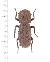 コブゴミムシダマシの一種　Zopherosis georgei