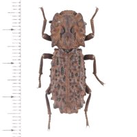 コブゴミムシダマシの一種　Zopherosis georgei