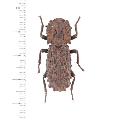 画像1: コブゴミムシダマシの一種　Zopherosis georgei