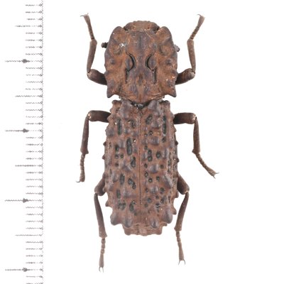 tenebrionidae