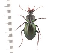Pamborus cooloolensis