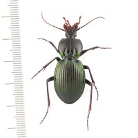 Pamborus cooloolensis