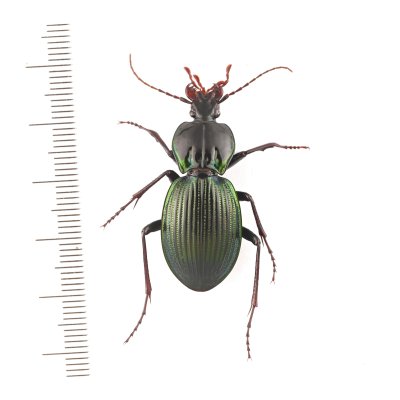 画像1: Pamborus cooloolensis