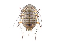 ゴキブリの一種　Polyzosteria mitchelli