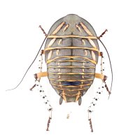 ゴキブリの一種　Polyzosteria mitchelli