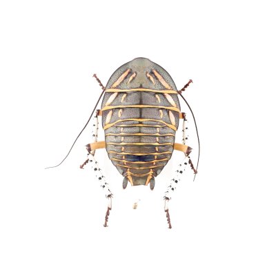 画像1: ゴキブリの一種　Polyzosteria mitchelli