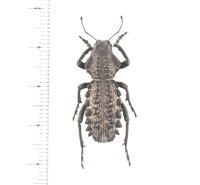 ゾウムシの一種　Gagatophorus schoenherri