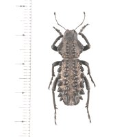 ゾウムシの一種　Gagatophorus schoenherri