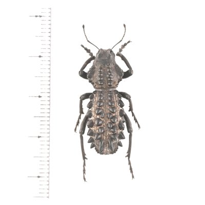 画像1: ゾウムシの一種　Gagatophorus schoenherri