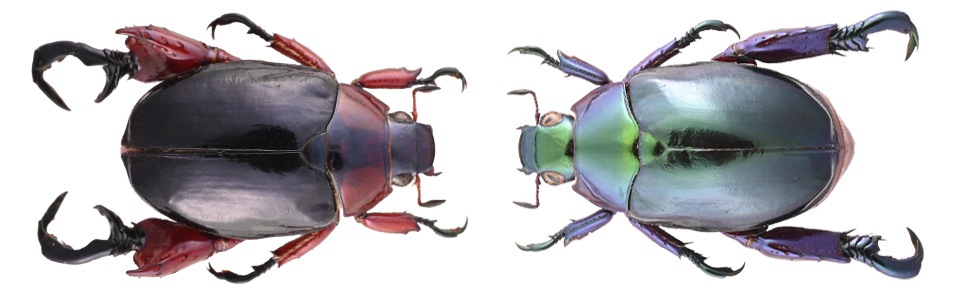 ❗️トリトリグモ　タイワンアブラゼミ　他　昆虫　標本セット✨ 2025年最新】アブラゼミ 標本の人気アイテム - メルカリ